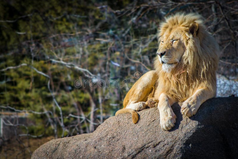 Det vita manliga lejonet som kopplar av på en varm dag vaggar på royaltyfri fotografi Det vita manliga lejonet som kopplar av på en varm dag vaggar på royaltyfri fotografi
