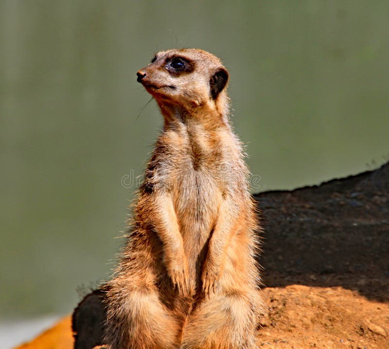 Det vuxna meerkatanseendet på vaggar och att värma sig i aftonsolen royaltyfri fotografi Det vuxna meerkatanseendet på vaggar och att värma sig i aftonsolen royaltyfri fotografi