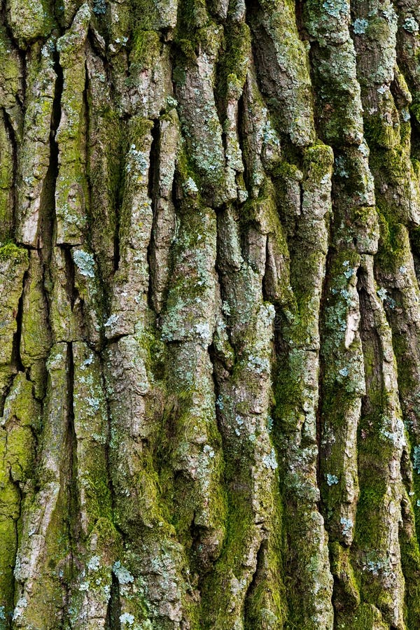 Oak bark