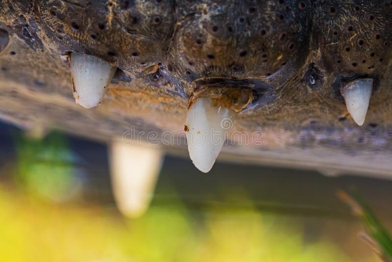 Detail of Alligator S Teeth Stock Image Image of foreground, sharp