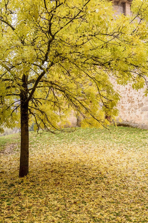 The Golden Leaves with Wishes, Bangkok, Thailand Editorial Image