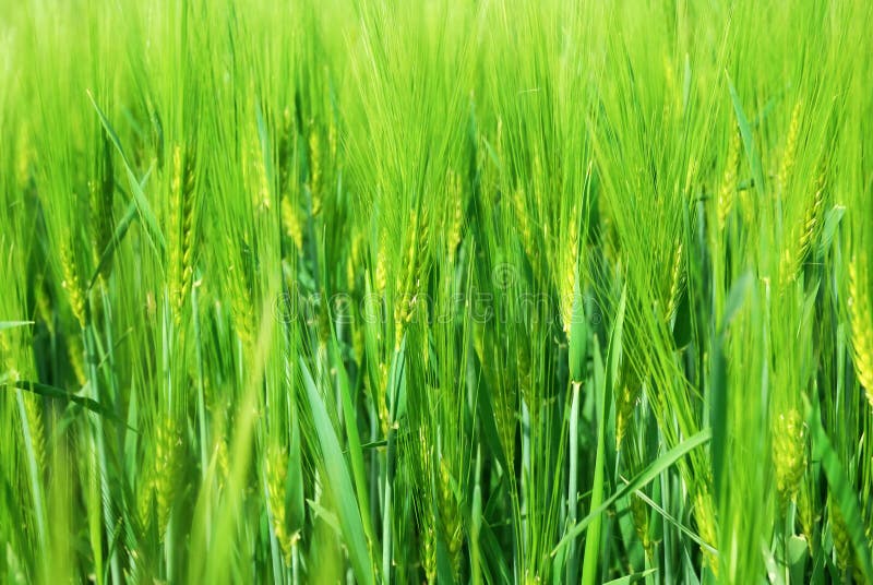 Detail of barley field in springtime