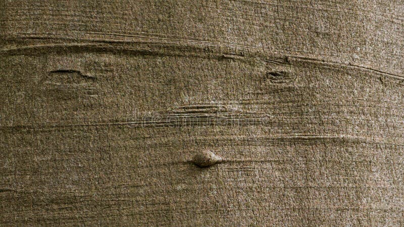 Detail of a beech bark - fagus royalty free stock photo