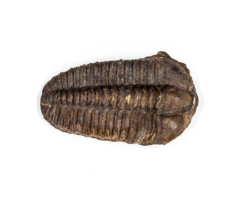 The Detail of Big Brown Isolated Trilobite stock images
