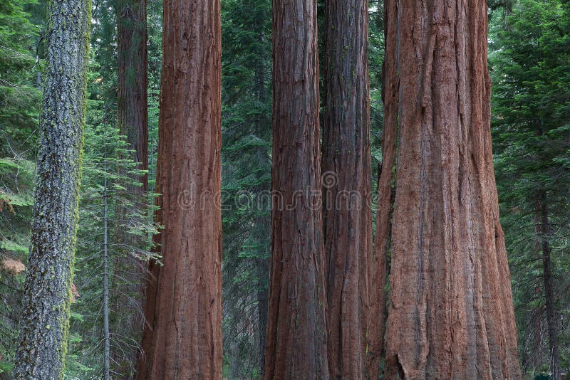 Detail of the big sequoia trees