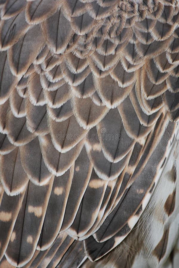 Detail of bird feathers