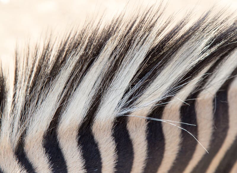 Detail Of A Black And White Stripes On A Zebra Skin Stock Image - Image