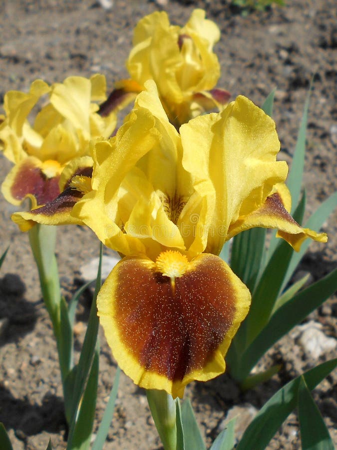 Brown and yellow Iris stock photo. Image of decoration 22172074