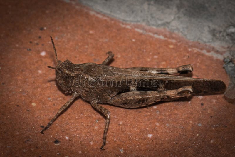 Detail of a brown grasshopper on a matching terracotta background, showcasing its adaptive camouflage and the delicate details of royalty free stock photography