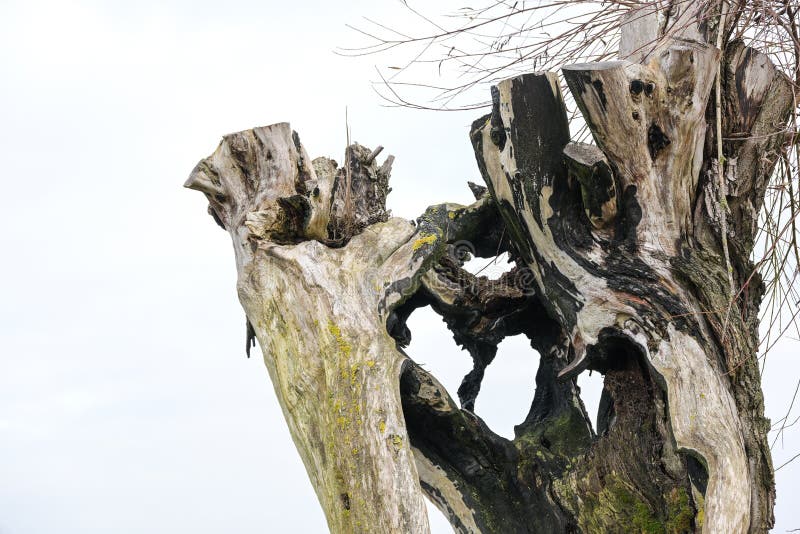 Detail of a burnt out trunk of a pollarded willow after a lightning strike, copy space, selected focus