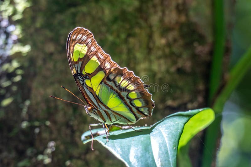 Detail of Butterfly with Brown Drawing Like an Eye at the Wing Stock