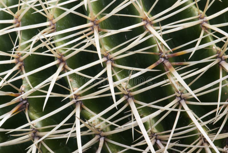 Detail of cactus thorns stock image