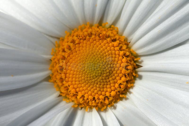 Detail of the center of a giant marguerite flower royalty free stock photo Detail of the center of a giant marguerite flower royalty free stock photo
