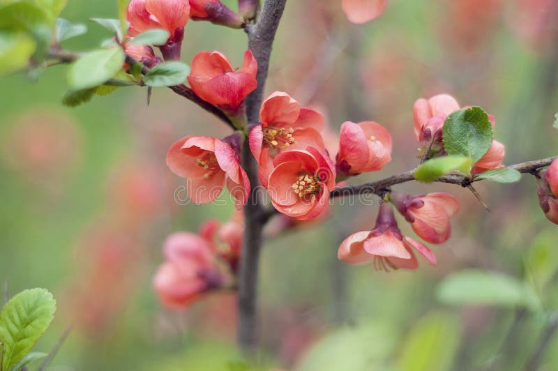 wallpapers Japonica Bush Photos 5 142 japonica bush photos free