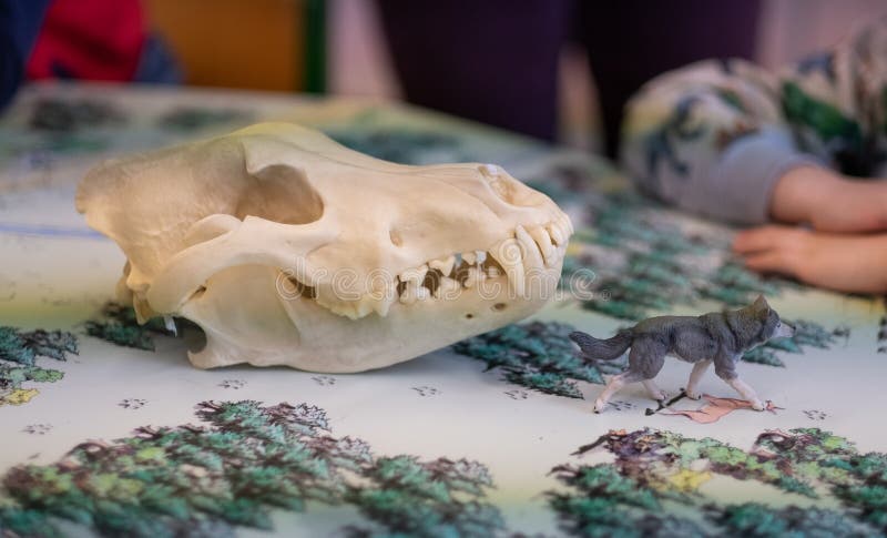 199 Wolf Skull Photos Free Royalty Free Stock Photos From Dreamstime