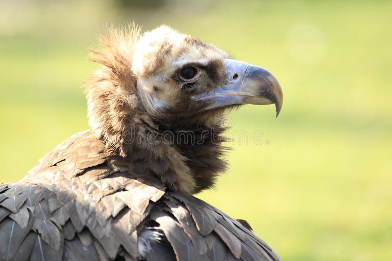 Cinereous vulture