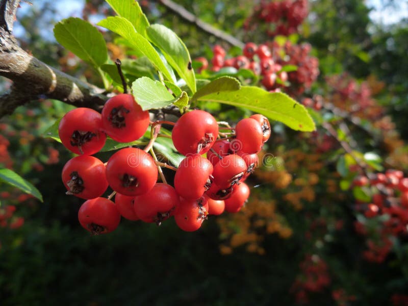 Detail of a Colorful Autumn Berry on a Bush Stock Image - Image of ...