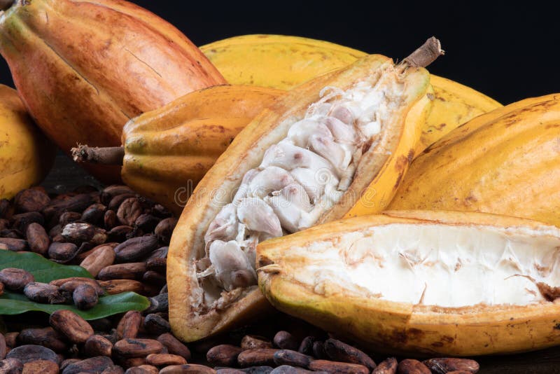 Detail of Cut Cocoa Fruits and Raw Cocoa Beans Stock Photo Image of
