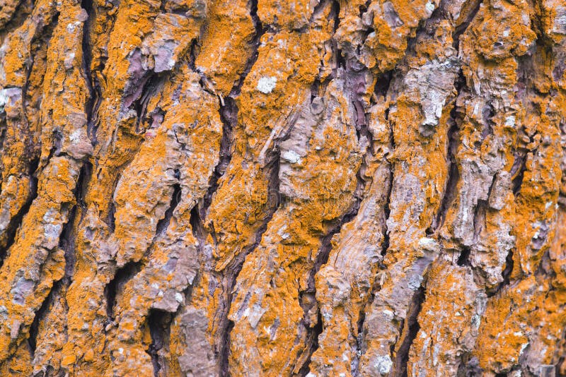 Detail der Barke und der roten Kiefer lizenzfreie stockfotografie Detail der Barke und der roten Kiefer lizenzfreie stockfotografie