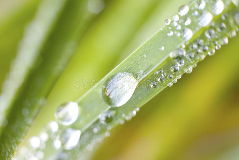 Detail of Dew on a Blade of Grass Stock Photo Image of growth, liquid
