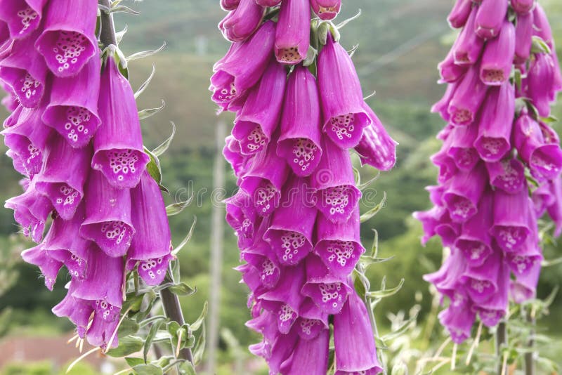 Detail of digitalis purpurea springtime flowers royalty free stock image Detail of digitalis purpurea springtime flowers royalty free stock image