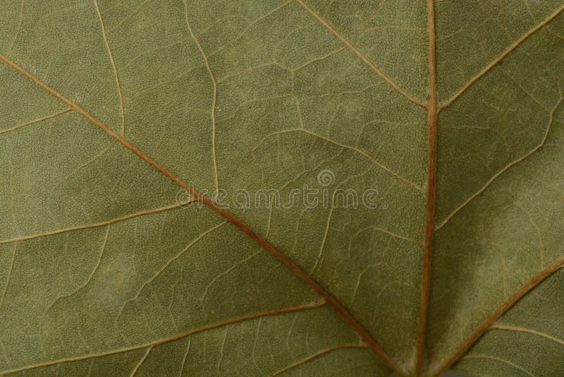 Detail of a dry leaf