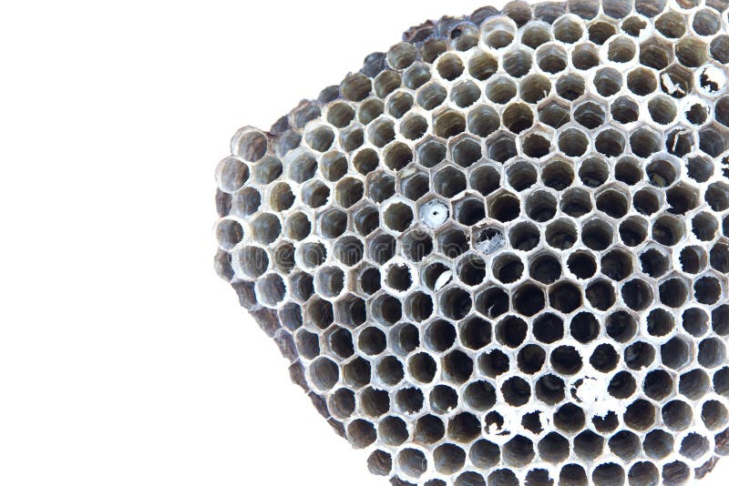 Detail of a empty wasp nest - it is much bigger than the one by bees. Detail of a empty wasp nest - it is much bigger than the one by bees