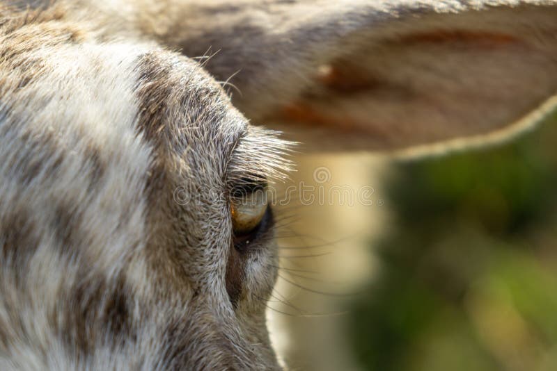 Detail oka ovčieho zvieraťa v prírode.