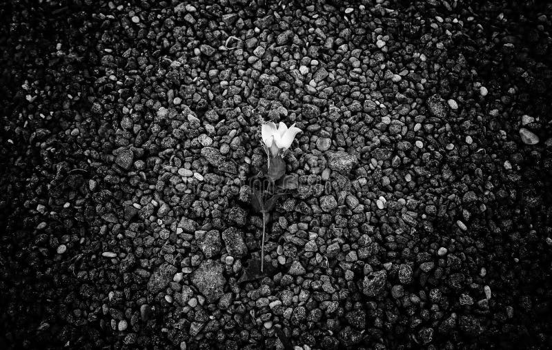 Rose lying on the ground stock photo. Image of granite - 254161564