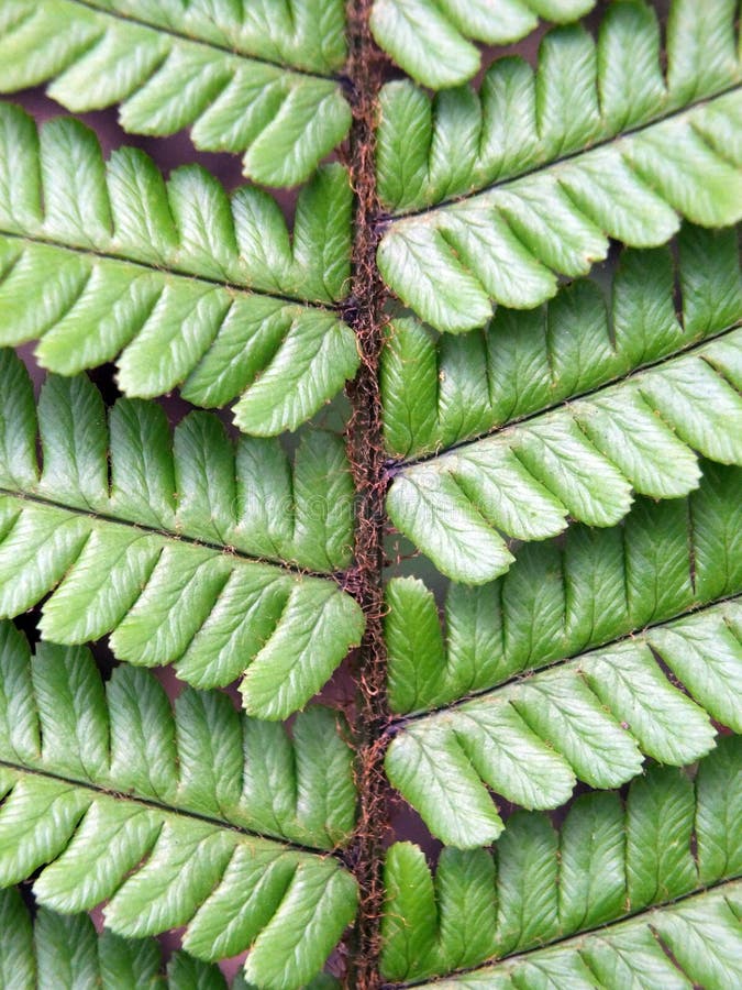 Detail of a fern leaf in close up