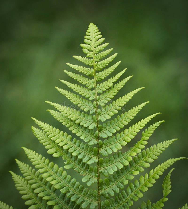 Detail of a fern leaf