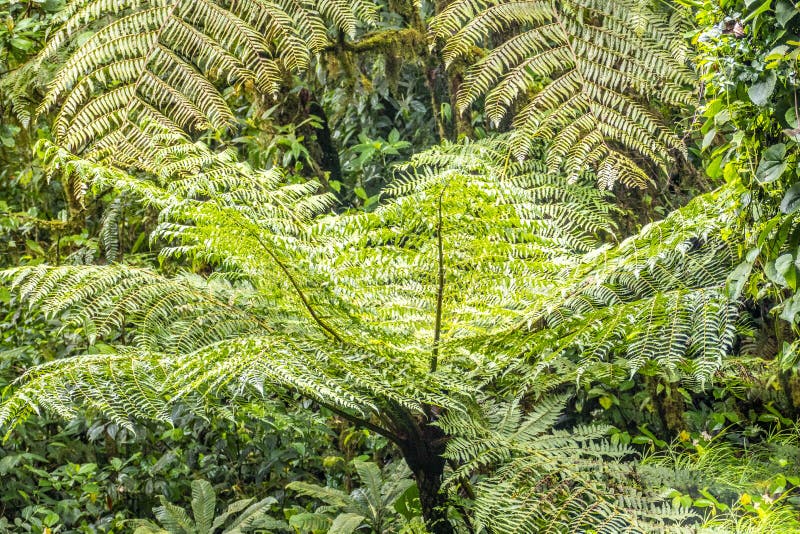 Jungle fern stock photo. Image of lighting, leaves, natural - 16016622