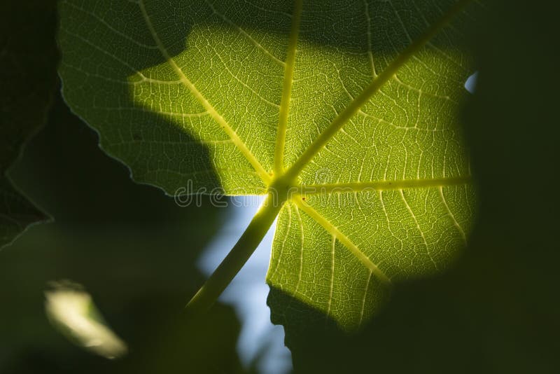 Leaf of Ficus carica at sunset, Retiro Park, Madrid. Detail of a fig leaf against the light on a summer afternoon. Ficus carica, an Asian species of flowering royalty free stock photo