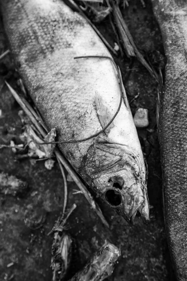 Dried fish in the garbage stock photo. Image of closeup 268917462