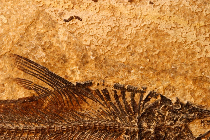 Detail of a fossil Eocene fish on a textured sandstone background. Detail of a fossil Eocene fish on a textured sandstone background