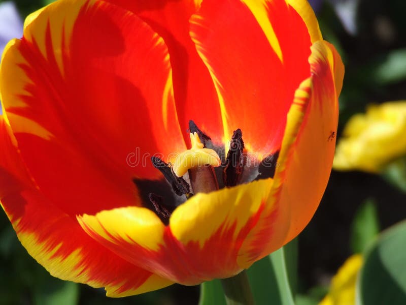 Floare detaliată royalty free stock photos