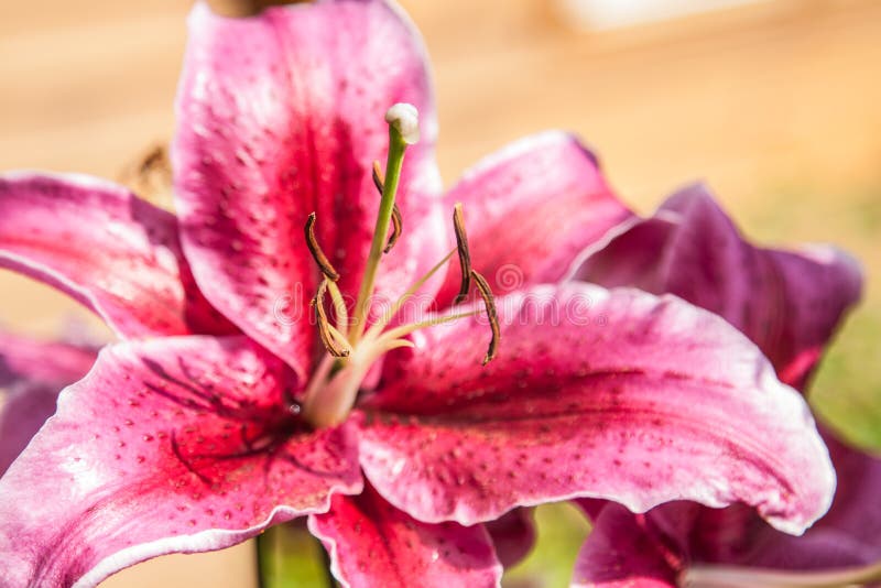 Detail flower pink lilies stock image Detail flower pink lilies stock image