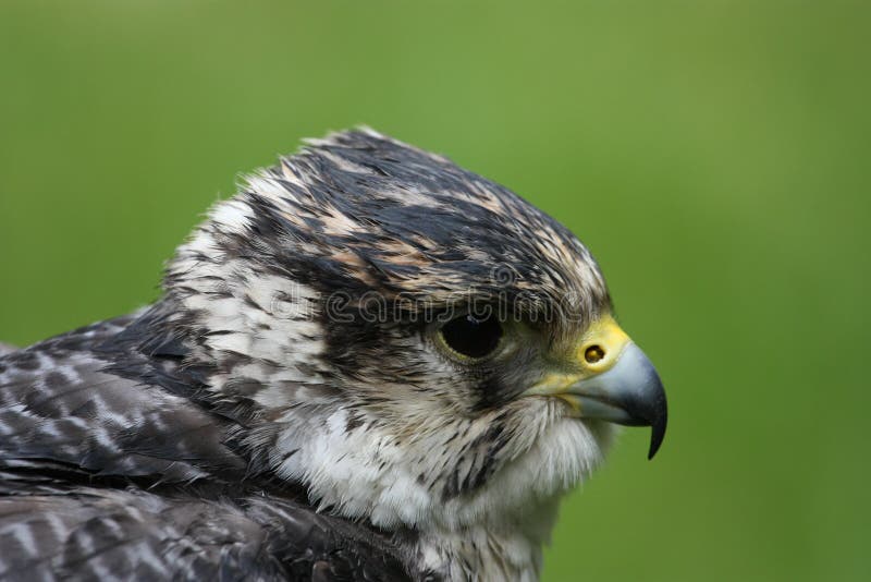 Detail of flying peregrine falcon