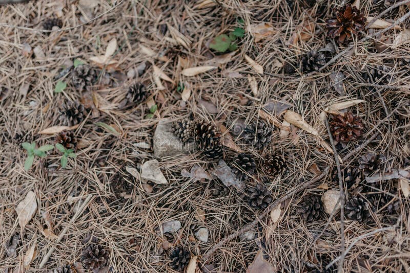 Detail of the forest floor in the middle of the mountain with pinecones and pine leaves with brown and green colors stock photography Detail of the forest floor in the middle of the mountain with pinecones and pine leaves with brown and green colors stock photography