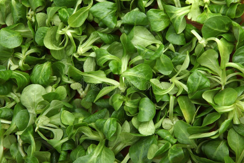 Detail of fresh green mache lettuce