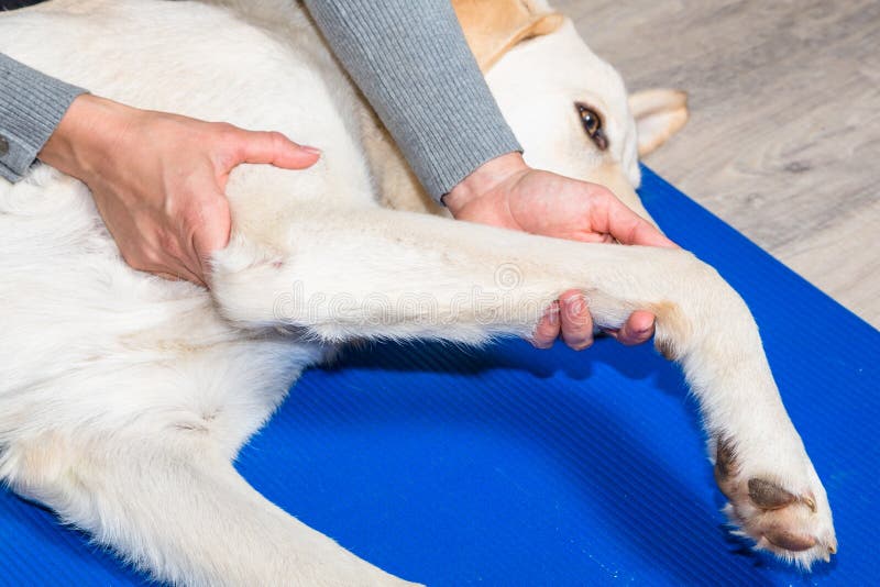 A Good Dog Gets Down On His Knees Detail of a Front Leg of a Dog Stock Image - Image of massage, animal