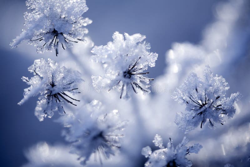 Detail of frozen flower stock image. Image of branches 26764265