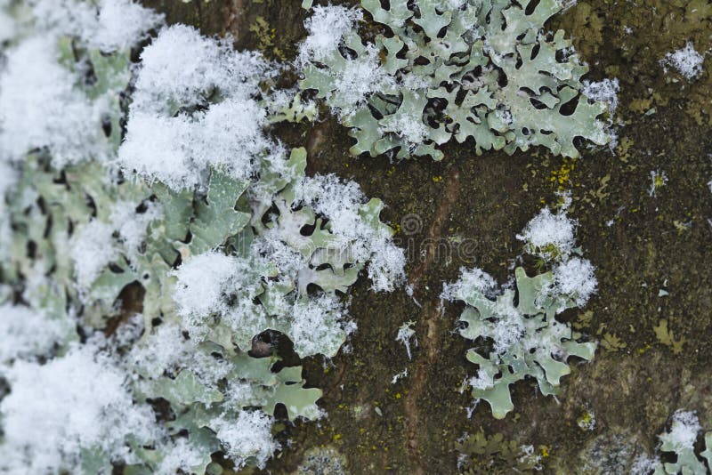 Detail of frozen vegetation in winter, Vosges, France