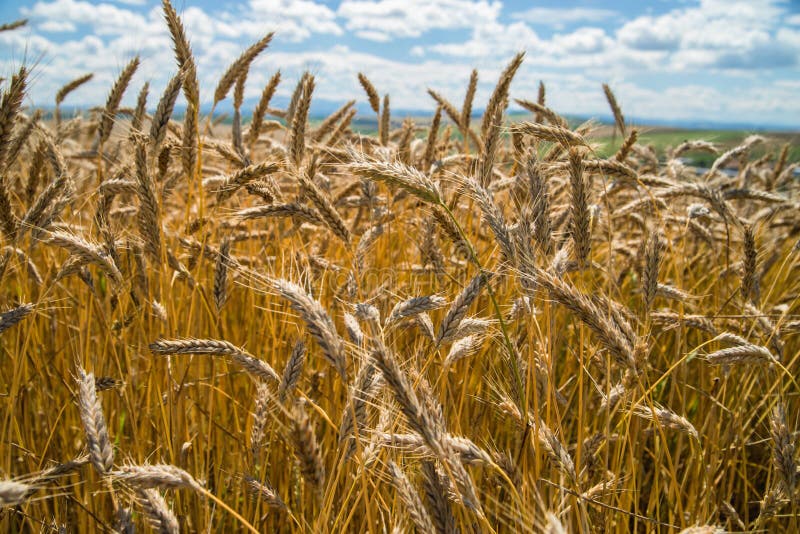 Detail of golden barley