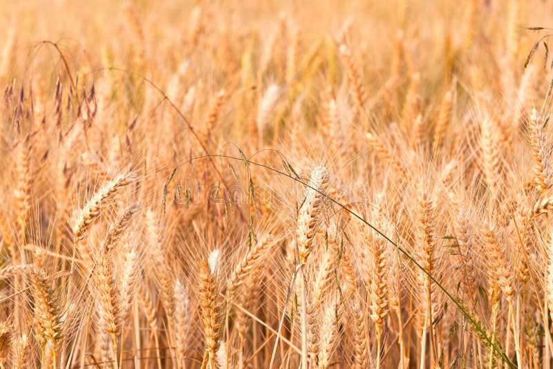 Detail of Golden Corn Field Stock Photo Image of dewdrop, land 37139926