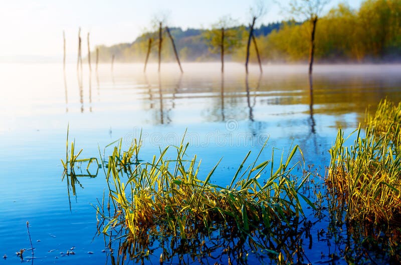 Detail of grass halm at a lake in magical morning time with dawning sun. Trees as leftovers of a mole.