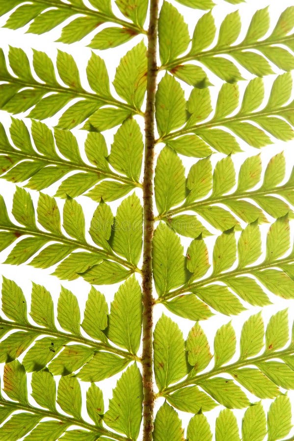 Detail of green fern