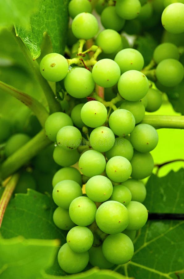 The detail of green grapes in garden, Slovakia