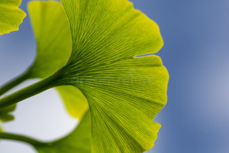 Detail of a green leaf of a ginkgo biloba tree,Maidenhair tree,Ginkgophyta with the blue sky in the  background.