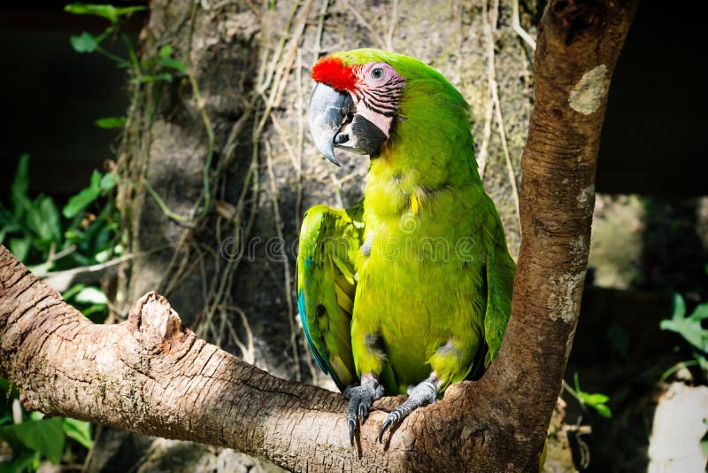 Detail of a green macaw parrot on a stick with sunlight in Macaw Mountain Bird Park, Copan Ruinas, Honduras